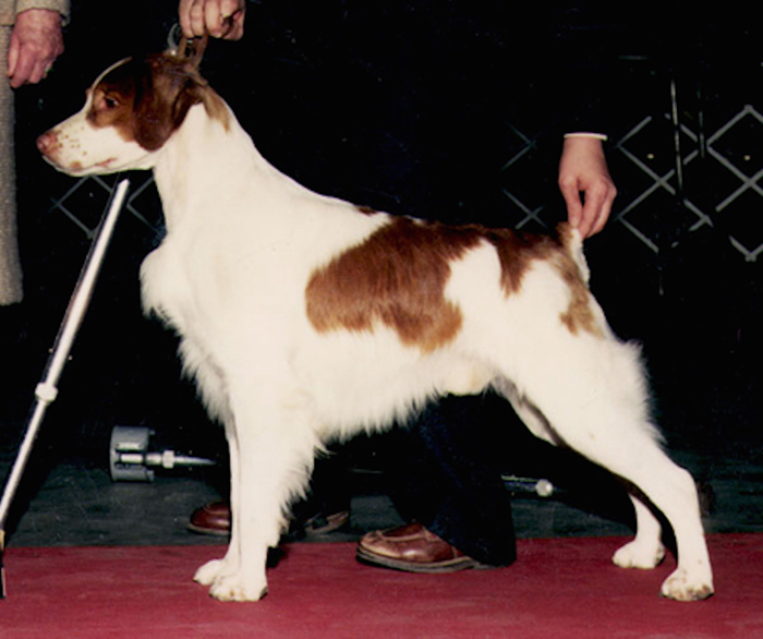 Brittany Bred By Ch Cimmaron's Hennessey Blend - OFA