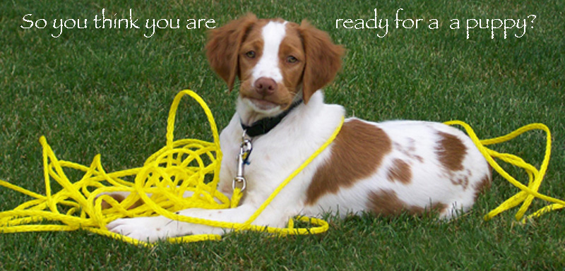 Brittan Puppy | So you are ready for a Brittany Puppy