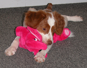 Brittany Puppy with Toy