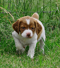 Brittany puppies bred by Cimmaron Brittanys