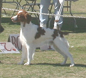 GCH Brittany Stacked