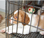 A puppy in a crate